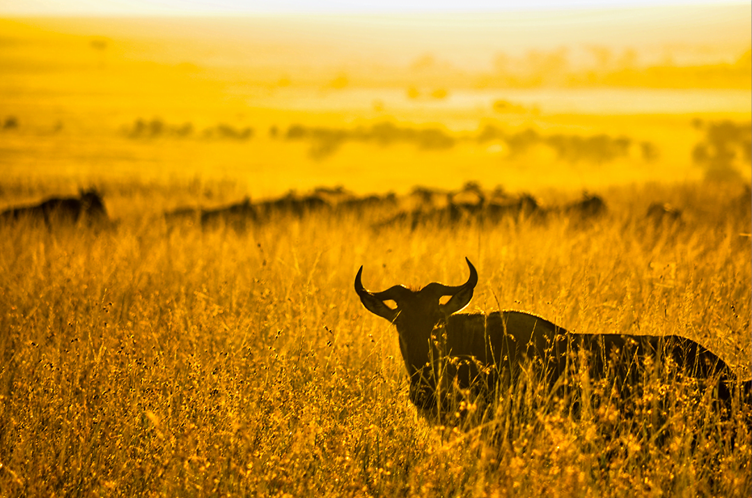 Exploration of African Safari in Tanzania